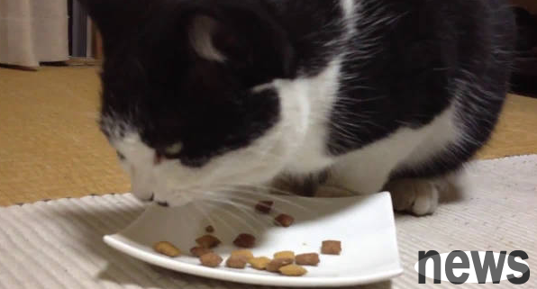 What should I do if I vomit when I change cat food? Master should pay attention