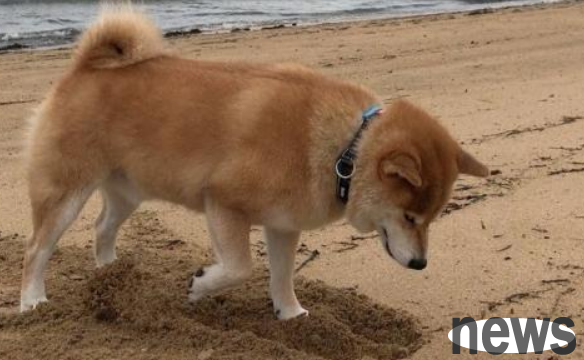 7 major reasons behind dog digging holes, dog: I just put my heart into digging holes