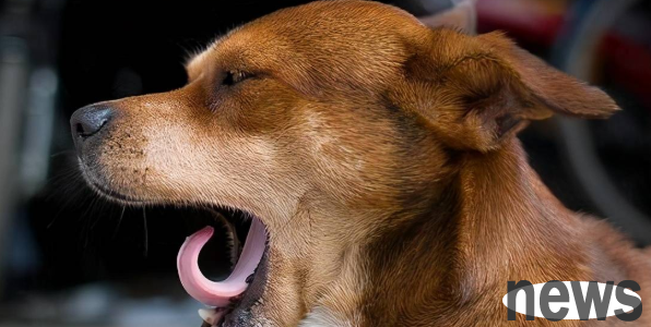 The dog 