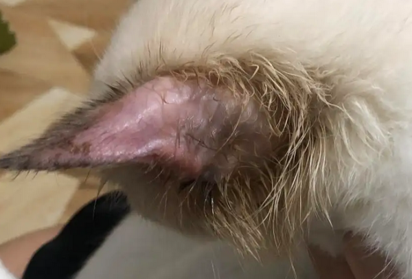 What should I do if my cat s ears have tinea and hair falls off? Let me tell you!
