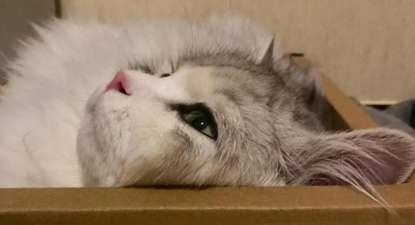 Will cats be depressed when they are alone at home? No