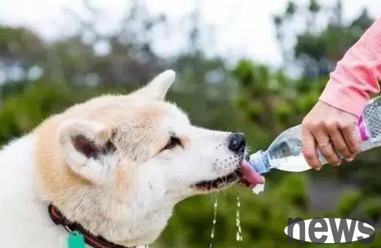Dogs are very prone to illness? The reason is that you gave it 
