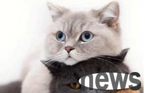 Do cats like to climb windowsills to limit it? Come and learn about it quickly