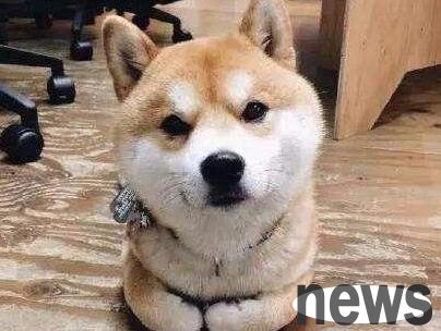 Why do dogs like to 