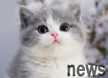 Tips on pet raising: How long does it take for a kitten to lose its blue eye mask!