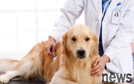 How should the owner take care of the dog during pregnancy?