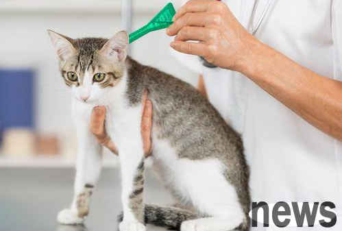 How big is a cat to deworm? Bookmark this must-read guide for cat deworming!