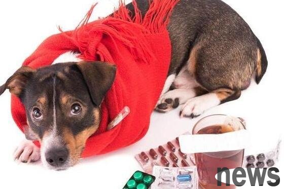 Can dogs take Huoxiang Zhengqi Pills if they have colds and fevers?
