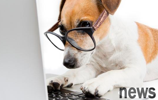 Evidence of your dog s behavior of treating himself as human beings, is your dog caught?