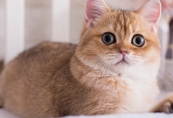 What should I do if a cat has no appetite to eat? Don t worry, come and read this article!