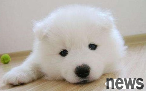 What should I do if my puppy has a three-month-old leg bend, and what should I do if my puppy has a three-month-old leg bend?