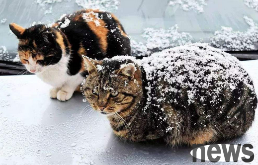 Never let pet cats 