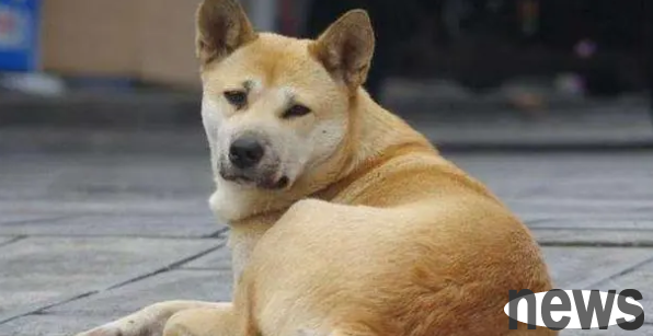 Does your dog really have to supplement calcium?