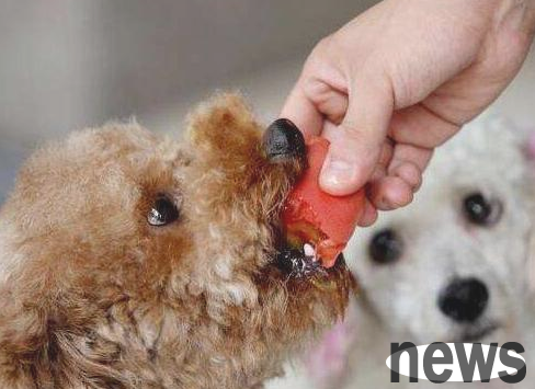 Can dogs eat human food?