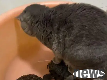 The cat stood in the pot of a turtle, and the woman got close to her and kept talking