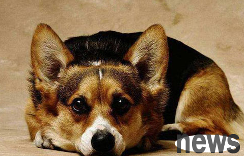 A detailed explanation of this article: What Chinese medicine should I take if I have a four-month-old dog has a cold or fever?