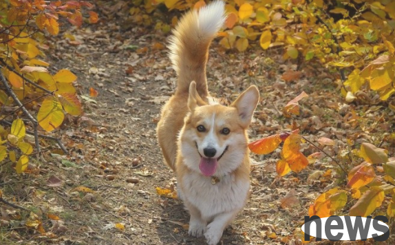 How much do you know about the seven postures of dogs with small tails?