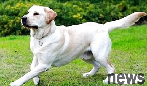 What are the advantages of a roll-tailed dog? Do you understand?