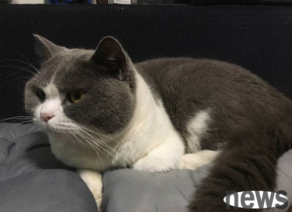 Wake up! You can never wake up a cat who loves to 