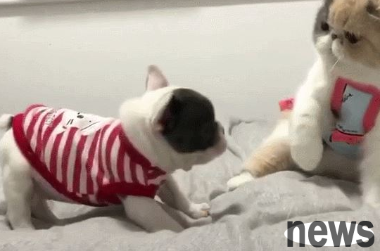 What are the reasons why dogs love to pee? Here are 4 points to tell you