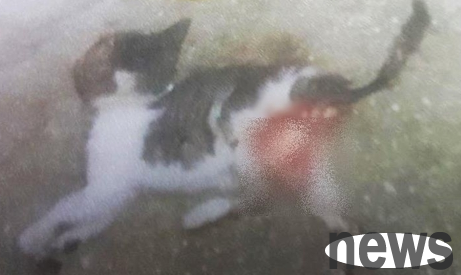 Month-old kitten was cut off and evaporated and bones were seen. The murderer of cat abuse was actually a 70-year-old man