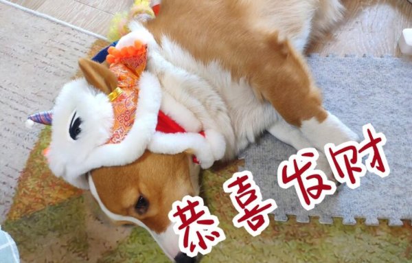 Training dogs to learn to pay homage to their early years and thank them