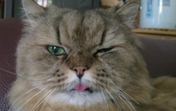 The deceased cat holds a dream, and the 43-year-old owner becomes pregnant unexpectedly. She sees the familiar sleeping position and tears: Is it you?