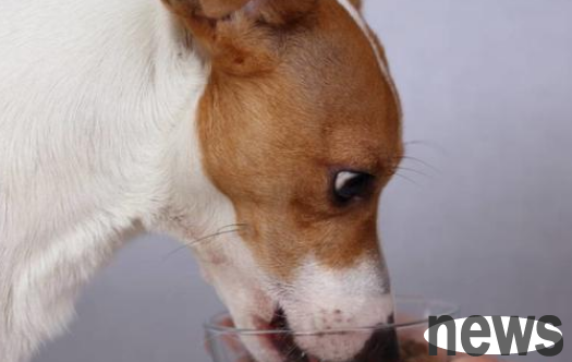 What are the benefits of supplementing calcium and zinc to dogs? What should you pay attention to when choosing calcium tablets?