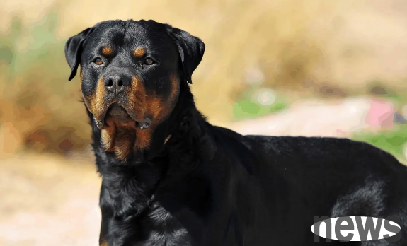 These 6 types of dogs have to keep one of them in life to be considered detailed. Is there a dog in your family?