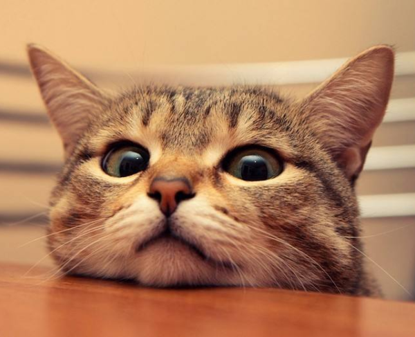The cat eats delicious food | The food picked for guinea pigs is quite delicious. Meow: I eat too much meat, eat some vegetarian food