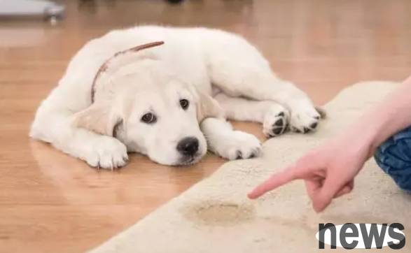 Several bad habits that dogs must correct, each of which will cause serious harm!