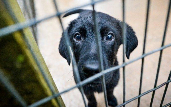 Is there no more humane approach to 154 precious smuggled cats in Taiwan being euthanized?