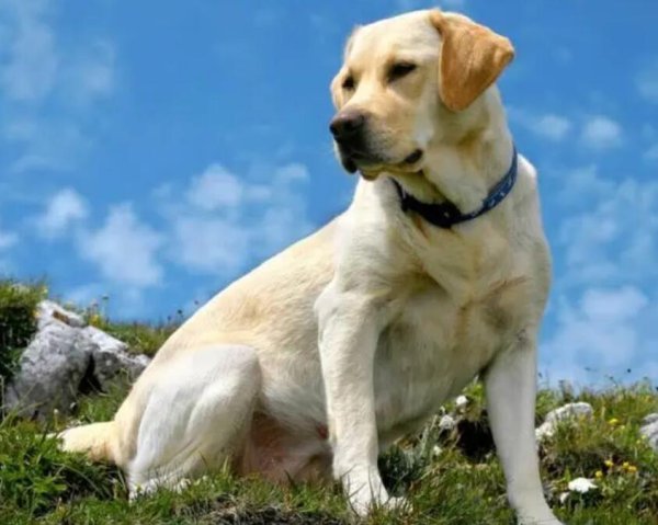How to shape the owner s prestige—suitable for medium and large dogs