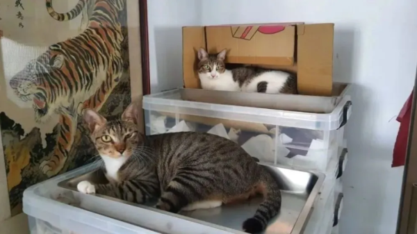 The stray little cat entered the mouse-catching cage, and the boss of the mouse-removing company was frightened, so he had to...
