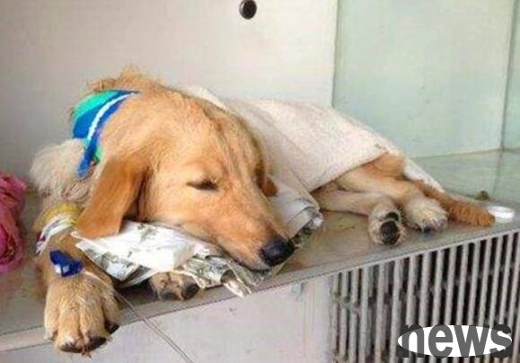 How long is the risky period for hepatitis in dogs