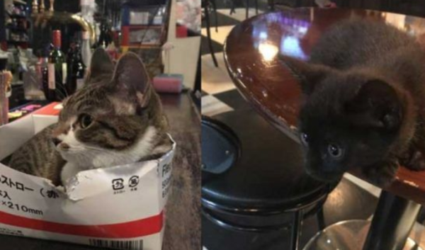 Two lucky cats are in charge and will show you a super heartwarming billiards shop in Japan