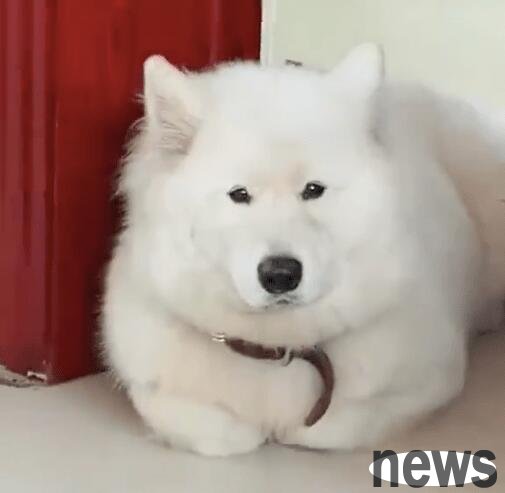 The puppy folded his paws and lay down. This posture looked so weird. He was a cat in his previous life!