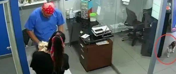The owner took the puppy to get vaccinated. The cat thought the dog was bullied and immediately bit it with the doctor in his pregnancy.