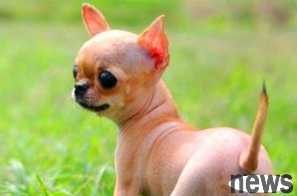 This article tells you the reason why dogs spit out white mucus and their treatment plan