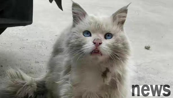 When I met a stray and pastoral cat, I was surprised to see clearly: Are there anyone who lost this cat?