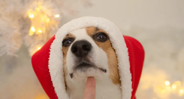 What Chinese medicine should dogs take if they have runny nose mucus when they defecate?