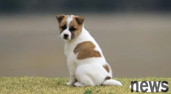 Don t do these 7 things to your dog? Be careful that it will not recognize you as your master from now on!