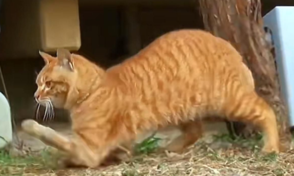 The orange cat begged with disabled legs every day, and was later taken as a pet by a kind-hearted elder sister.