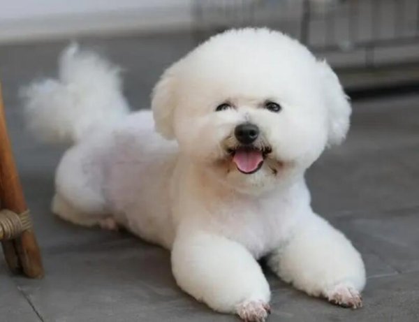 The seven most hurtful Bichon dogs are feeding their lives.