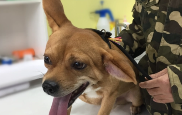 Can dogs heal themselves if they swollen ears are like inflating? Let’s take a look today!