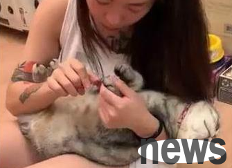 The owner cuts the cat s nails, and the cat lies in his arms and enjoys it. Netizens envy: Other people s cats