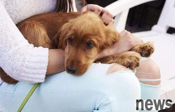 Dogs have a kind of love called 