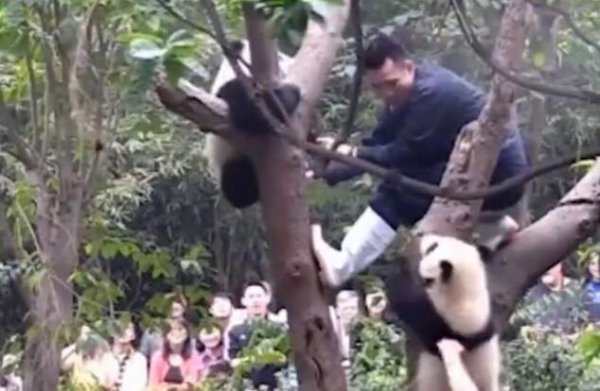 The panda baby is irritated by a tree, but is 