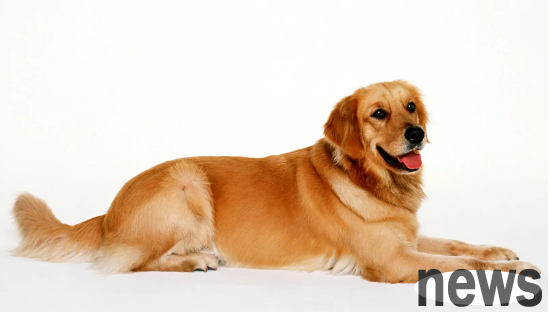 What is the reason why dogs often cough? What are their respective response measures?