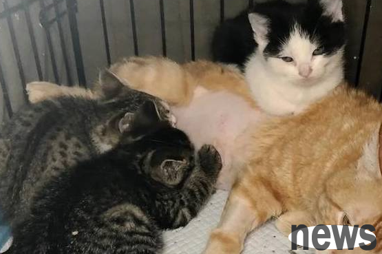 The orange cat wandered outside for most of his life until he met three kittens, and his life became essentially different.